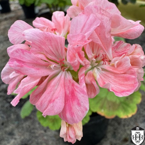 Pelargonium 'Lullaby' - Pelargoon 'Lullaby' P9/0,55L 